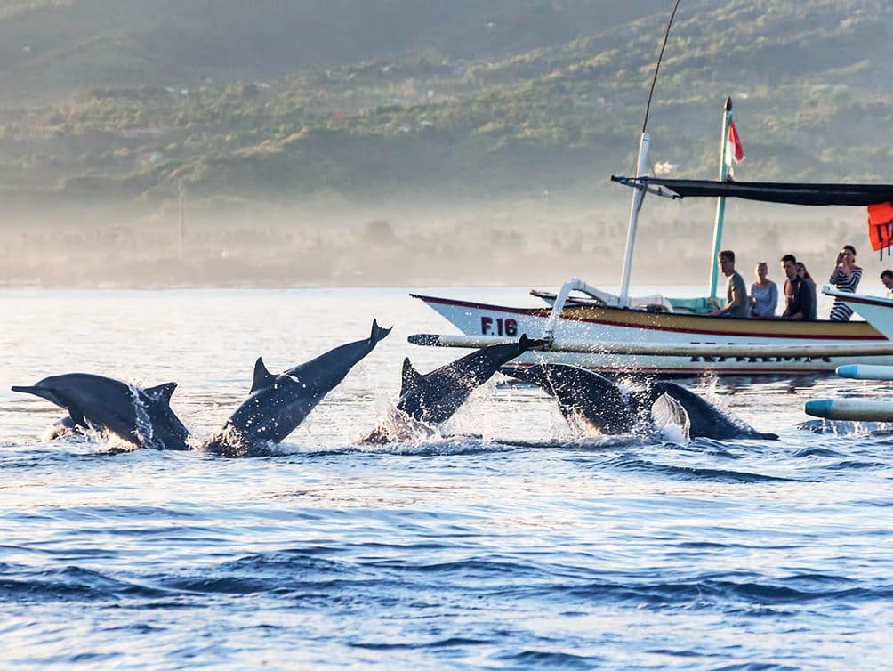 Lovina Dolphin Sunrise Boat Cruise